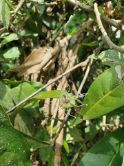 Capparidastrum frondosum