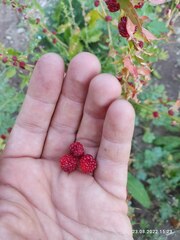 Blitum virgatum