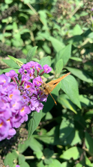 Atalopedes campestris