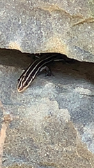 Plestiodon fasciatus