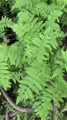 Thelypteris palustris palustris