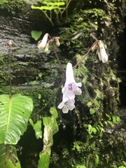 Streptocarpus wilmsii