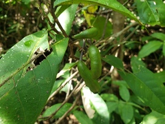Capparidastrum frondosum