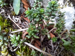 Sedum album