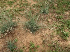 Eragrostis hypnoides