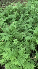 Thelypteris palustris palustris