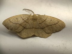 Lambdina fiscellaria