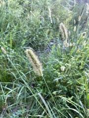 Setaria parviflora