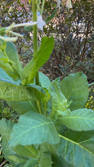 Nicotiana tabacum