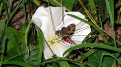 Agrius cingulata