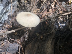 Leucocoprinus