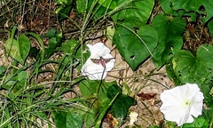 Agrius cingulata
