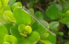 Ischnura asiatica