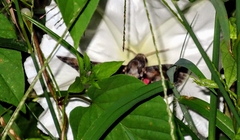 Agrius cingulata