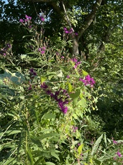 Vernonia noveboracensis