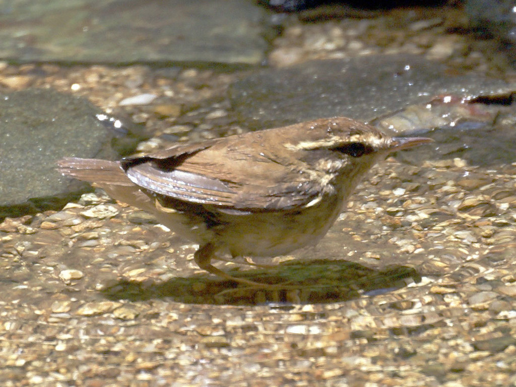 Asian Stubtail (Urosphena squameiceps) photo
