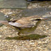 短尾鶯 - Photo (c) M.Nishimura，保留部份權利CC BY-SA