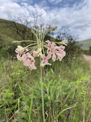 Pelargonium luridum