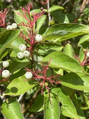 Cornus racemosa