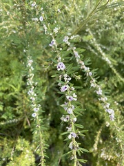 Lespedeza cuneata