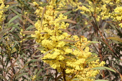 Acacia rubida