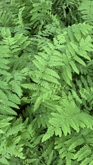 Thelypteris palustris palustris