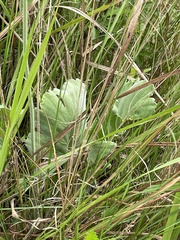 Pelargonium luridum