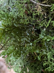 Porella platyphylla