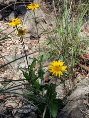 Lasianthaea podocephala