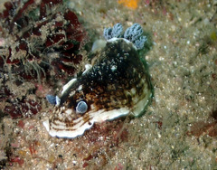 Aphelodoris varia