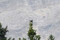 Nucifraga caryocatactes