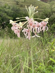 Pelargonium luridum