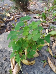 Oxalis dillenii