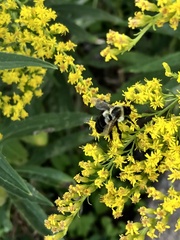 Bombus impatiens