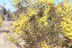 Acacia rubida
