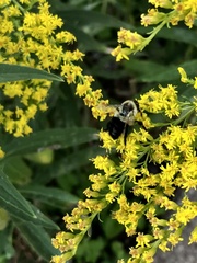Bombus impatiens