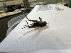 Velarifictorus micado