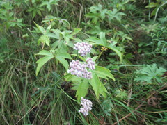 Anemonastrum dichotomum
