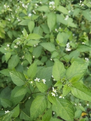 Solanum americanum