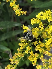 Bombus impatiens