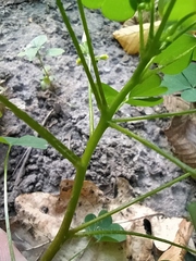 Oxalis dillenii