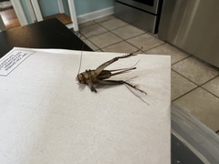 Velarifictorus micado