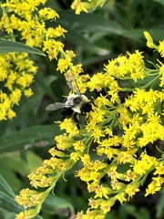 Bombus impatiens