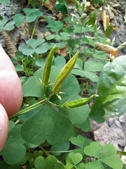 Oxalis dillenii