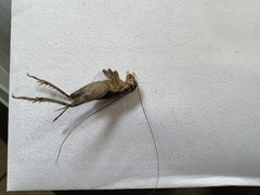 Velarifictorus micado