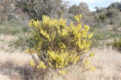 Acacia rubida