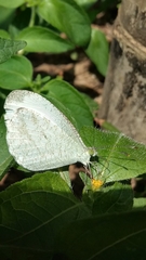 Leptosia nina