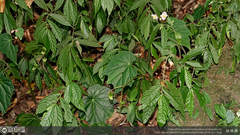 Begonia formosana