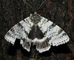 Catocala relicta