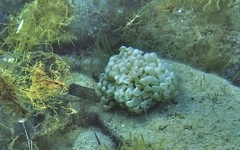 Muricidae